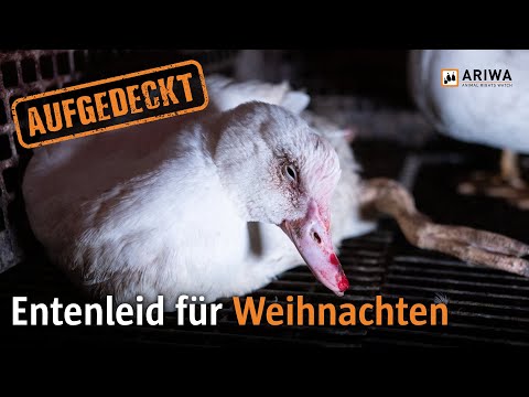Youtube: AUFGEDECKT: So leiden Enten für den Weihnachtsbraten