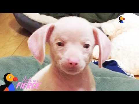 Youtube: Feisty Pink Puppy Looks Just Like A Tiny Pig - PIGLET the Puppy | The Dodo Little But Fierce