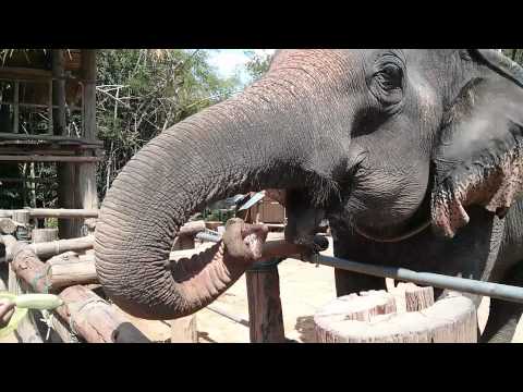 Youtube: Elefant isst Bananen