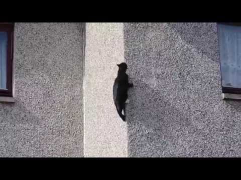 Youtube: Cat climbs up a wall.