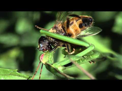 Youtube: Praying Mantis eats fly alive