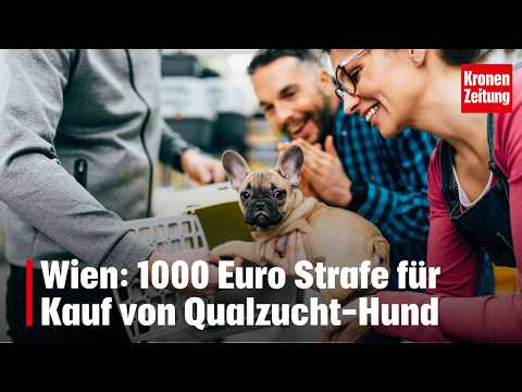 Youtube: Wien: 1000 Euro Strafe für Kauf von Qualzucht-Hund | krone.tv NEWS