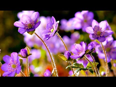 Youtube: FLOWERS CAN DANCE!!! Amazing nature/ Beautiful blooming flower time lapse video