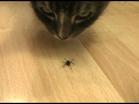 Youtube: The Death of a Spider (by cats)