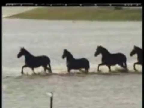 Youtube: Pferderettung in Niederland.gvi