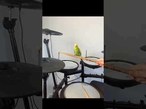 Youtube: This guy went viral on TikTok playing the Cocktaiel Cookie song! #budgie #drummer #drumming #bird