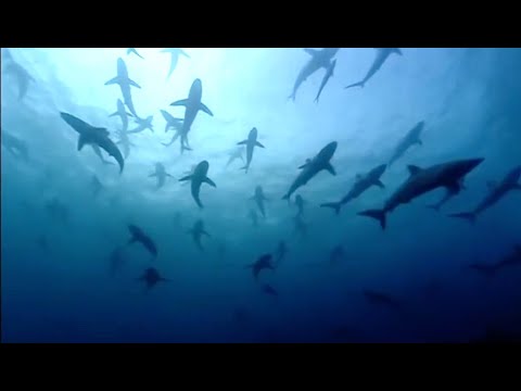 Youtube: The Blue Planet Collection | Part 1 |  BBC Earth