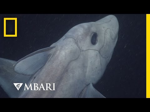Youtube: Ghost Shark Caught on Camera for the First Time | National Geographic