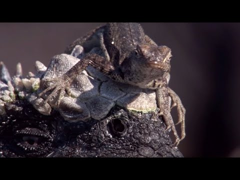 Youtube: Weirdest Animal Relationships | Top 5 | BBC Earth