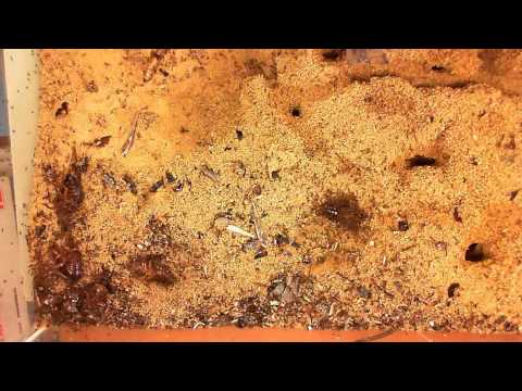 Youtube: Feeding 5 cockroaches to my P. diversus colony