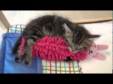 Youtube: This kitten sleeping with his doll is cuter than anything you've seen befo Funny Animalsre