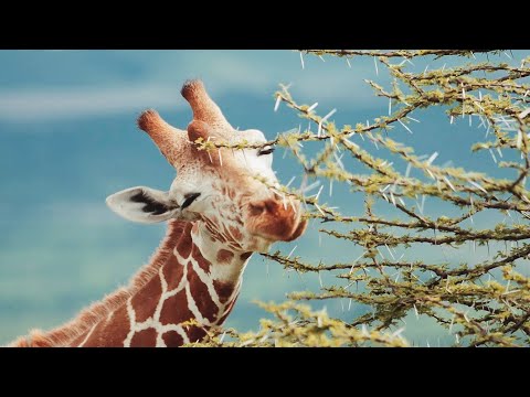 Youtube: Relax On A Kenyan Wildlife Safari | Chill, Sleep, Mindfulness | BBC Earth