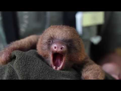 Youtube: Adorable Baby Sloth Yawning