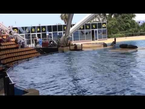 Youtube: Orca Ocean Show at Loro Parque, Tenerife. Part 1