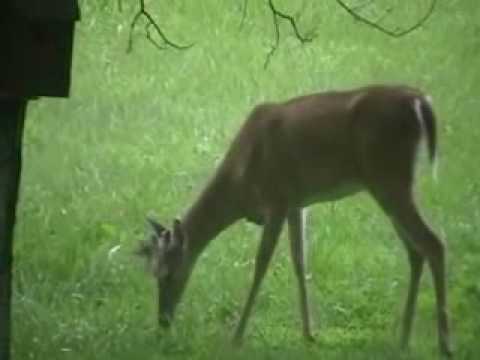 Youtube: deer eating a bird