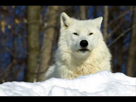 Youtube: Rettet die Wölfe / Save the Wolves
