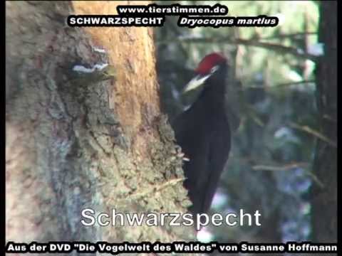 Youtube: Der Schwarzspecht im Wald - Dryocopus martius