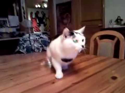 Youtube: versteinerte Katze (Cindy) mit Zahnstocher im Mund