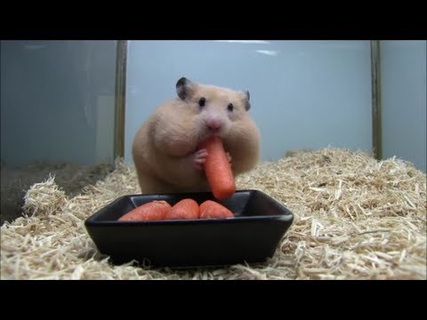 Youtube: 人参で顔が変わっちゃったハムスター（Hamster face changes）