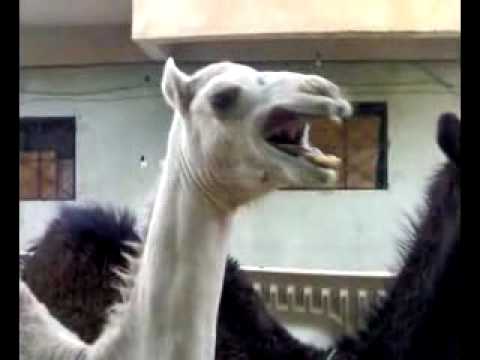 Youtube: camel Laughing