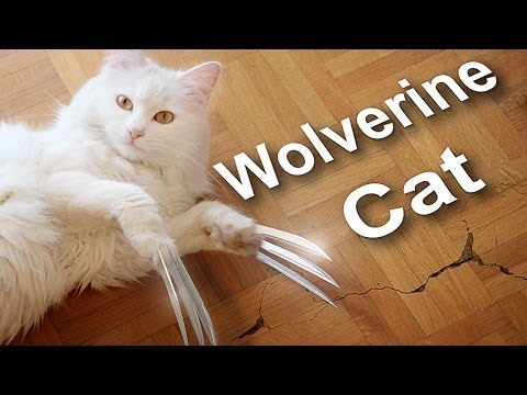 Youtube: WOLVERINE CAT vs ZOBI LA MOUCHE - PAROLE DE CHAT