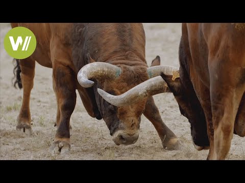 Youtube: Die "Chega de Bois", der besondere Stierkampf im Norden Portugals