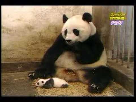 Youtube: Panda erschrickt