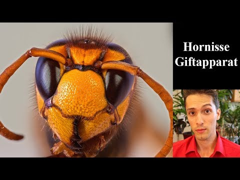 Youtube: Hornisse Giftapparat und Anatomie