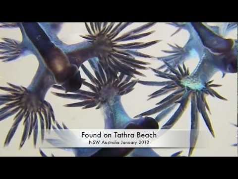 Youtube: Blue Angels.( Sea Slugs)