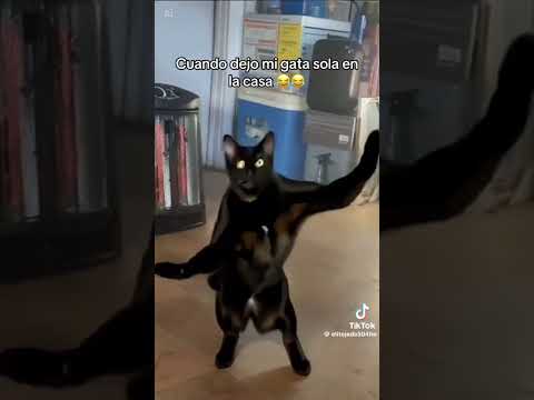 Youtube: Mi gato bailarín 🤣🤣🤣