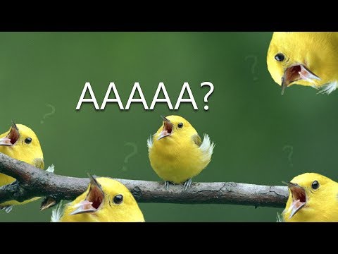 Youtube: 9 MIN OF DANK BIRB MEMES #5