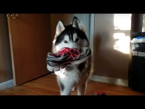 Youtube: Husky streitet über den Diebstahl des Schuhs und bringt ihn dann widerwillig zurück