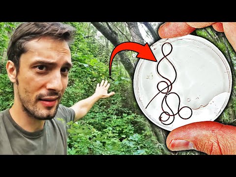 Youtube: Die Jagd nach dem Psycho-Parasit | Ein Abenteuer im Sumpf