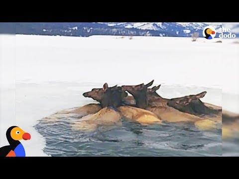 Youtube: Herd of Elk Rescued After Falling Through Ice | The Dodo