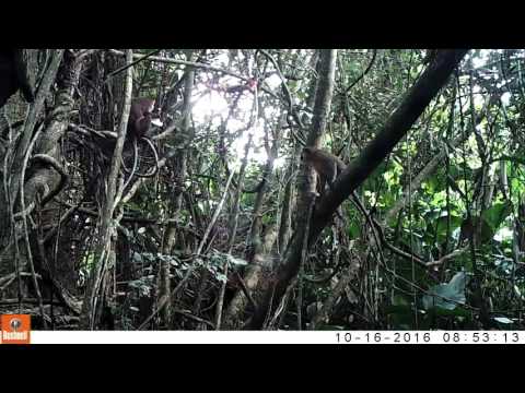 Youtube: Dryas Monkeys Videotaped for the First Time in the Congo Basin