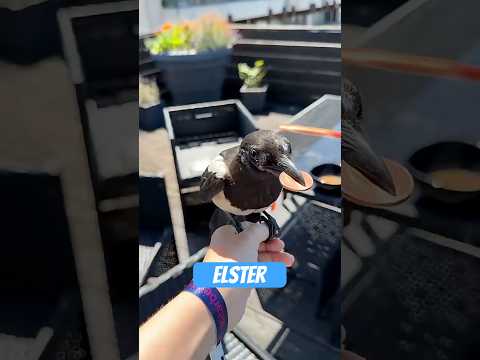 Youtube: Die Elster – dein kleptomanischer Nachbar mit Federn