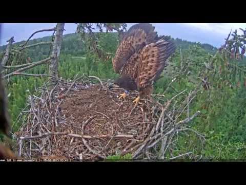 Youtube: juras erglis 2015 07 08 05 45 57EagletCrashLandsOnNest