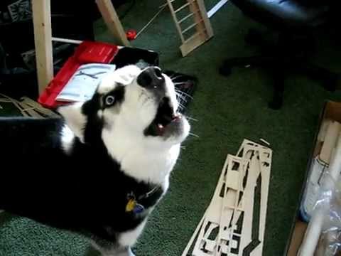 Youtube: Singing Husky