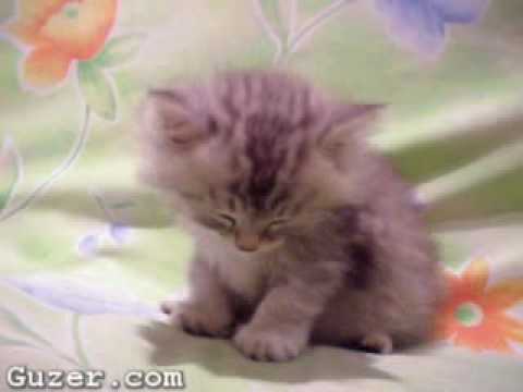 Youtube: Sleepy Kitten