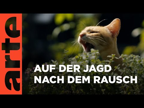 Youtube: Tierisch high | ARTE Family