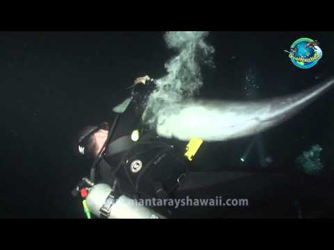 Youtube: Dolphin Rescue Hawaii (original version) Delfin bittet Taucher um Hilfe (originalfassung)