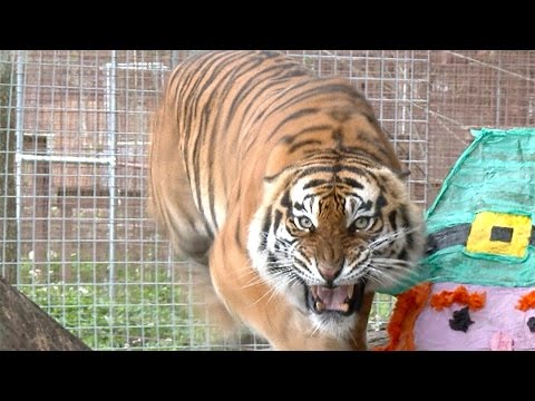 Youtube: Angry Tiger VS Angry Lion