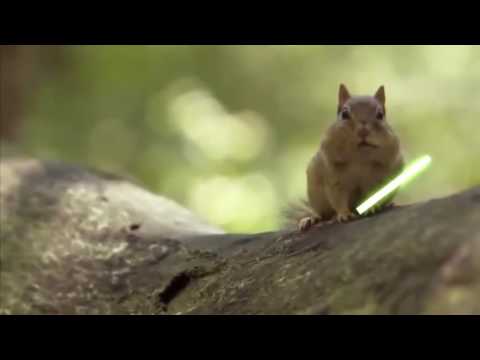 Youtube: Star Wars Squirrel Fight