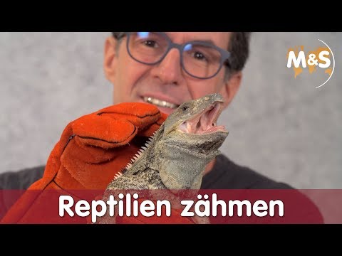 Youtube: Reptilien zähmen | So wird jedes Tier brav und lieb! | Reptil TV