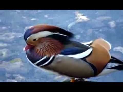 Youtube: Mandarin-Ente - ein prachtvolles Geschöpf ! / Magnificent creature