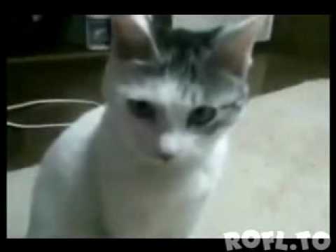 Youtube: katze ist geschockt