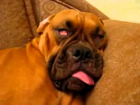 Youtube: Schnarchender Hund