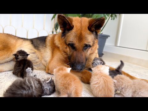 Youtube: These Tiny Kittens Chose a Giant German Shepherd as Their Best Friend 🐾❤️