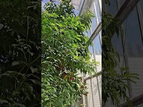 Youtube: Im Schmetterlingshaus 2