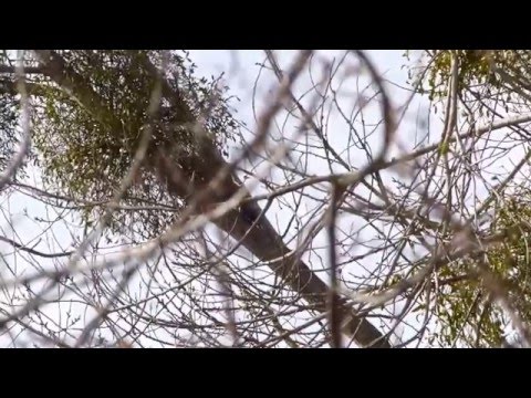 Youtube: 000003 baummarder in den bäumen